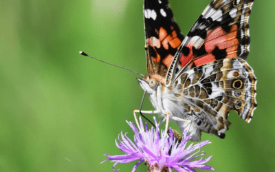 A Beginner’s Field Guide to Spring Pollinators in the Rocky Mountains